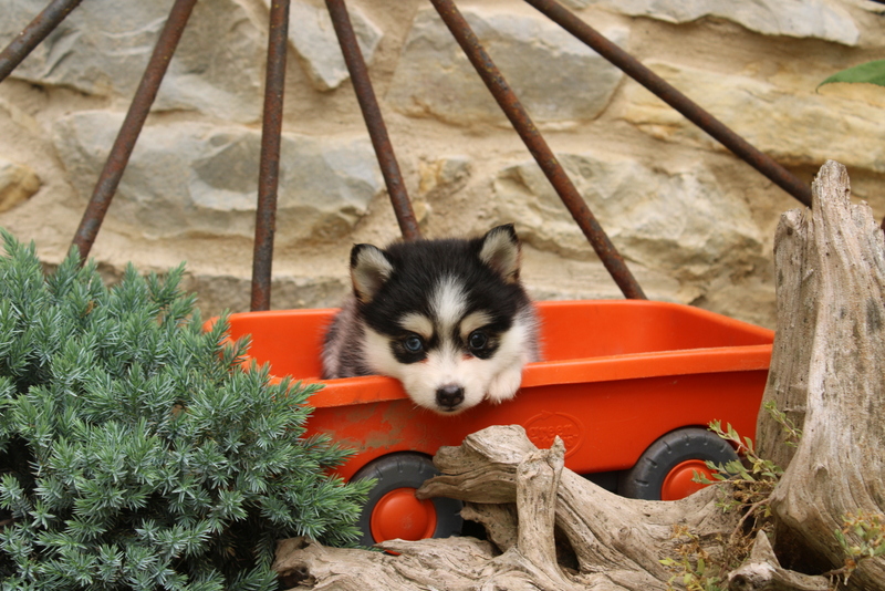 puppy, for, sale, Pomsky, Matthew B. Stoltzfus, dog, breeder, Gap, PA, dog-breeder, puppy-for-sale, forsale, nearby, find, puppyfind, locator, puppylocator, aca